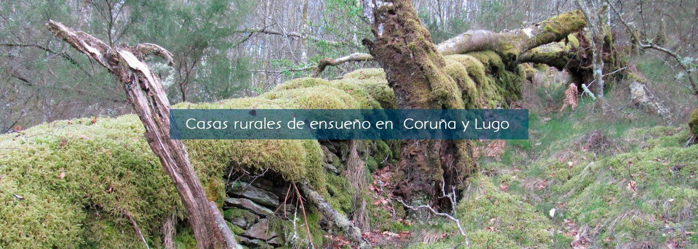 .  en Pontes De Garcia Rodriguez(As)